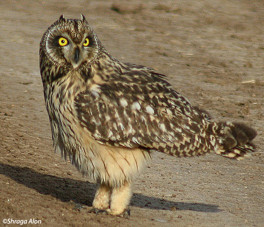 ינשוף שדות   Short-eared Owl Asio flammeus                                        עין צורים,שפלת יהודה,אפריל 2007